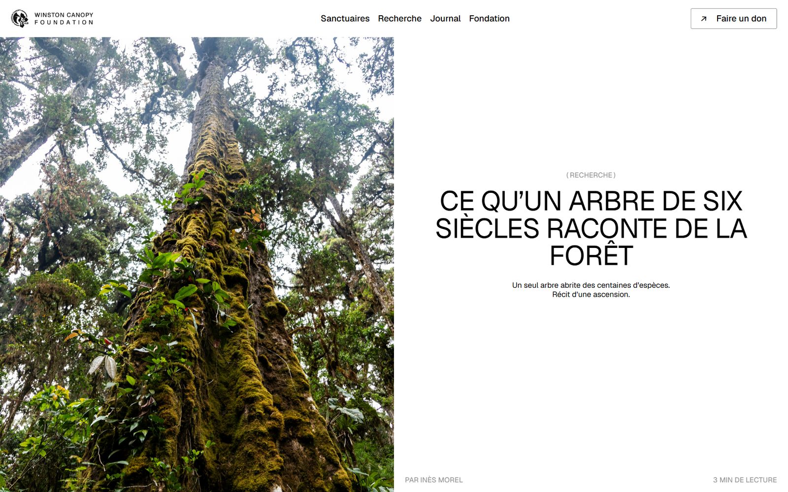 Article du journal de la Winston Canopy Foundation : Mémoire d’un géant, six siècles sous la canopée