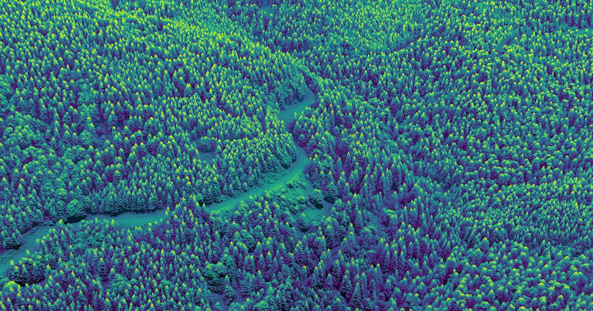 Rendu LiDAR bleu et vert d’une forêt de résineux en Ardèche, coupée par une piste