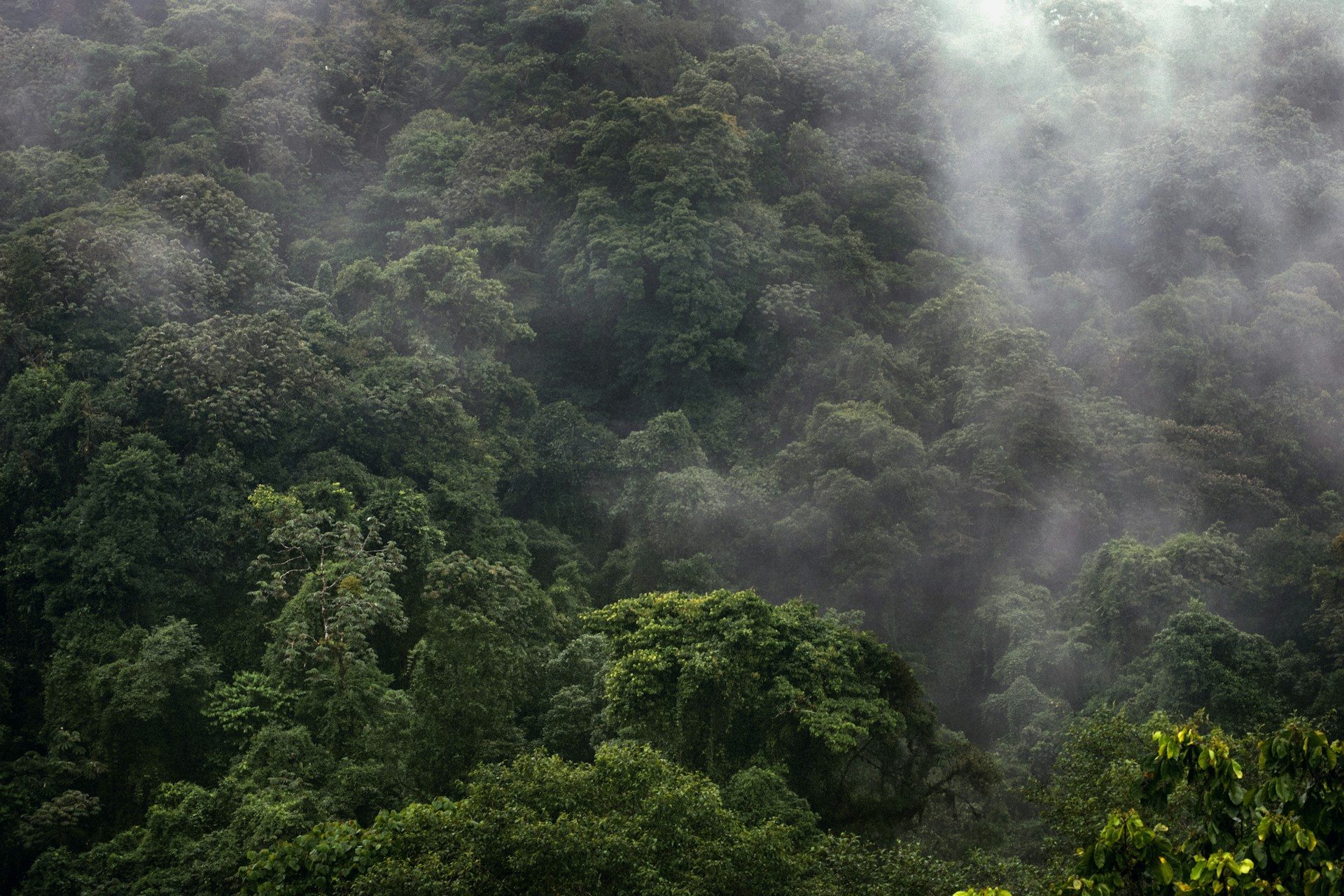 Canopée dense traversée par la brume