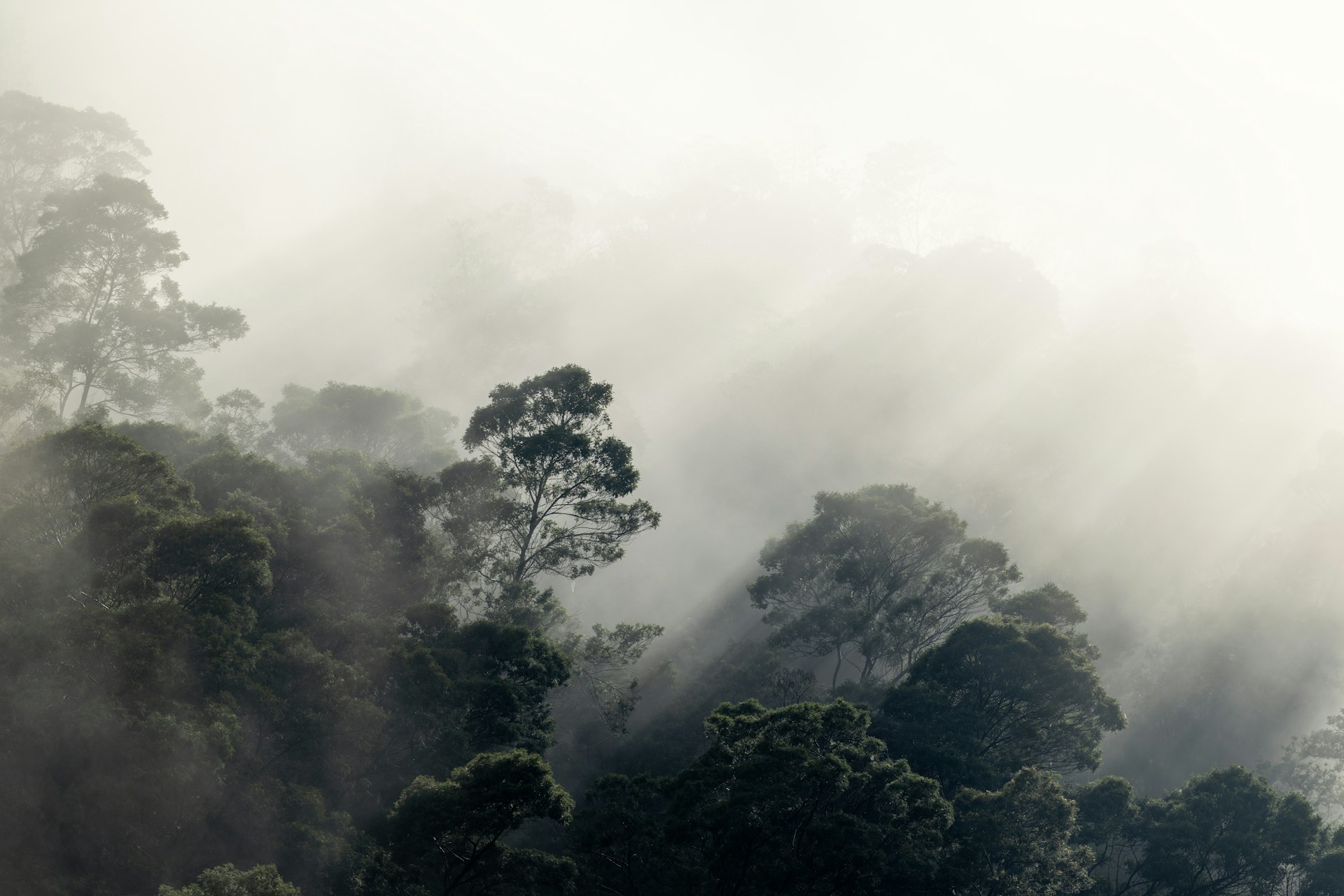 Forêt primaire dans la brume, campagne de la Winston Canopy Foundation