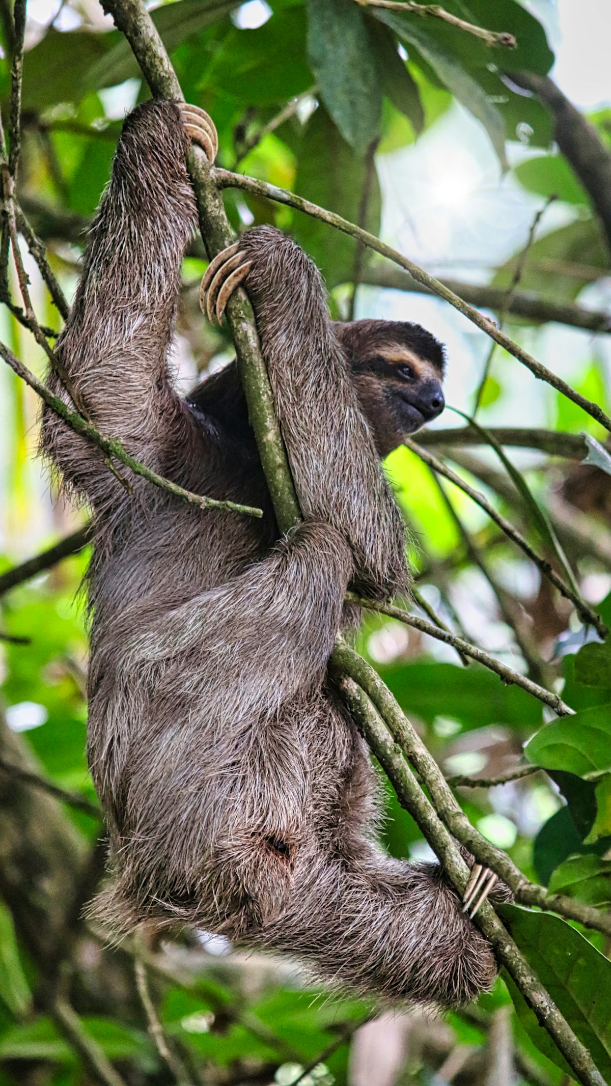 Paresseux agrippé à une liane dans le feuillage, journal de la Winston Canopy Foundation