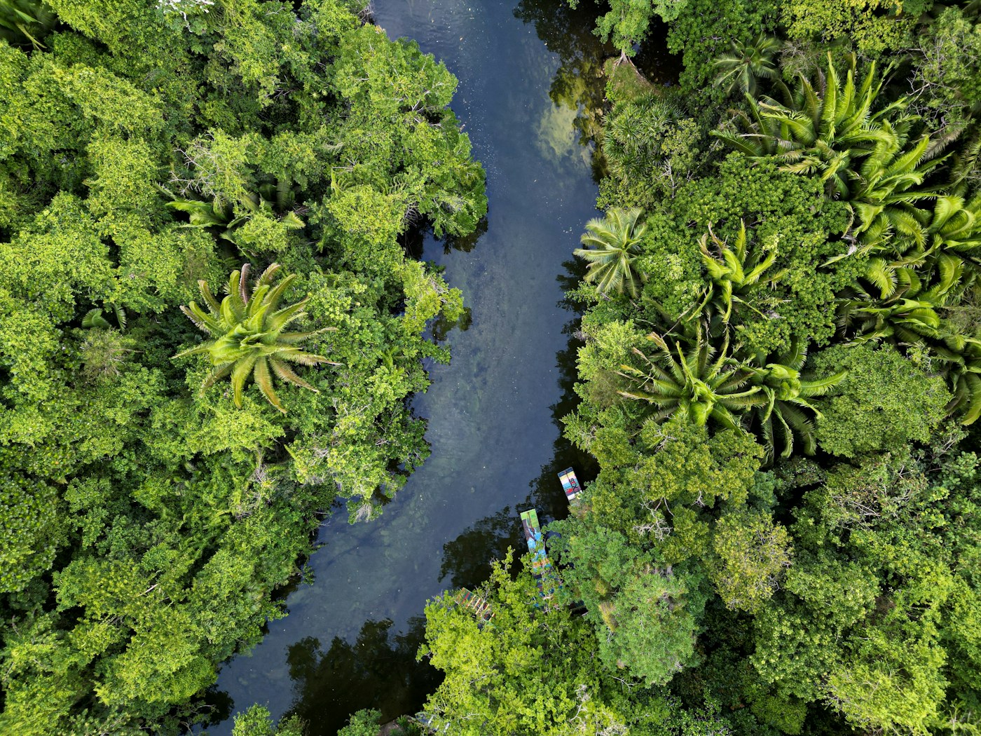 Rivière sombre serpentant sous la canopée d'une forêt tropicale, vue du ciel, journal de la Winston Canopy Foundation