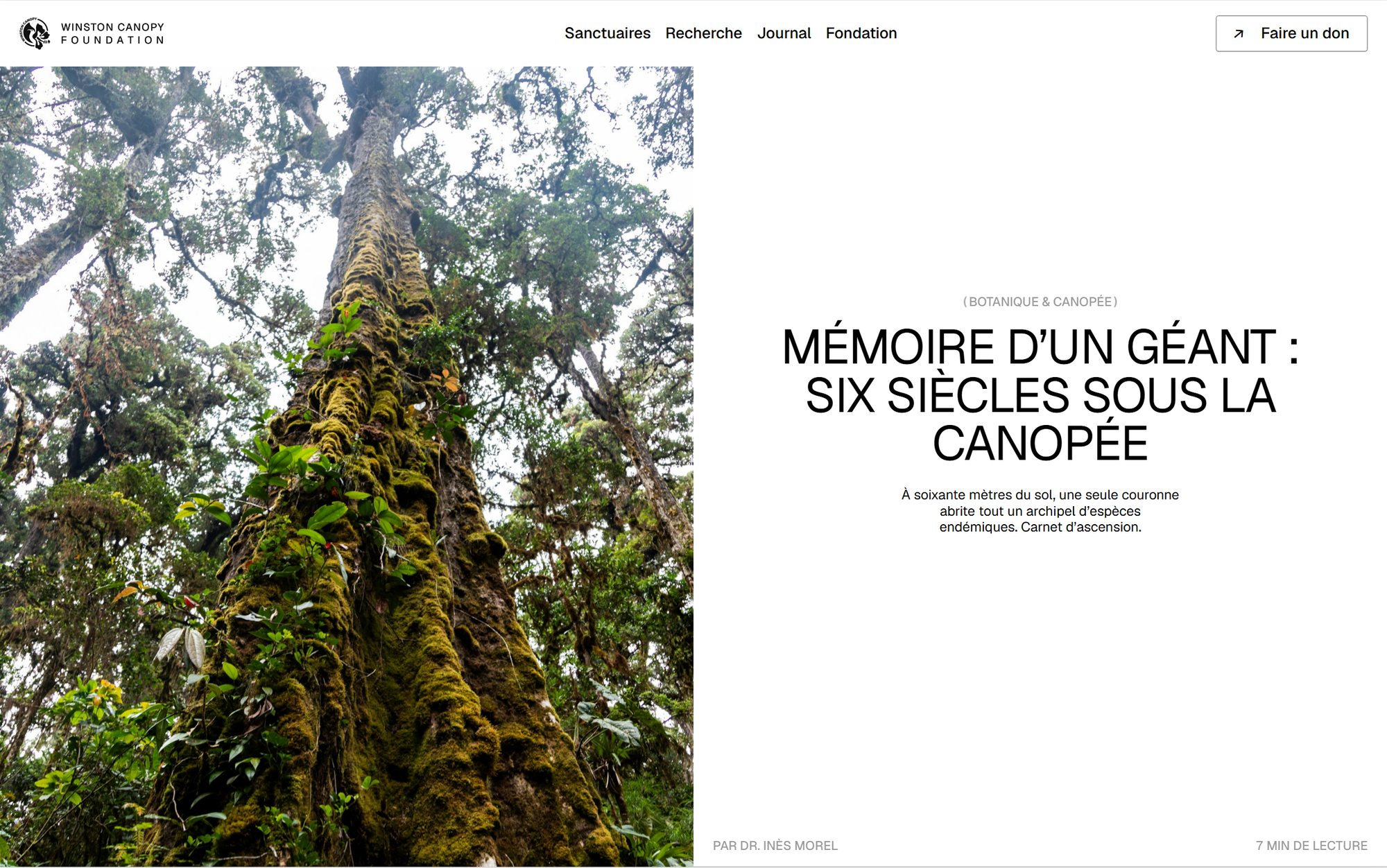 Maquette de webdesign (Winston Canopy Foundation) : Article du journal de la Winston Canopy Foundation : Mémoire d’un géant, six siècles sous la canopée