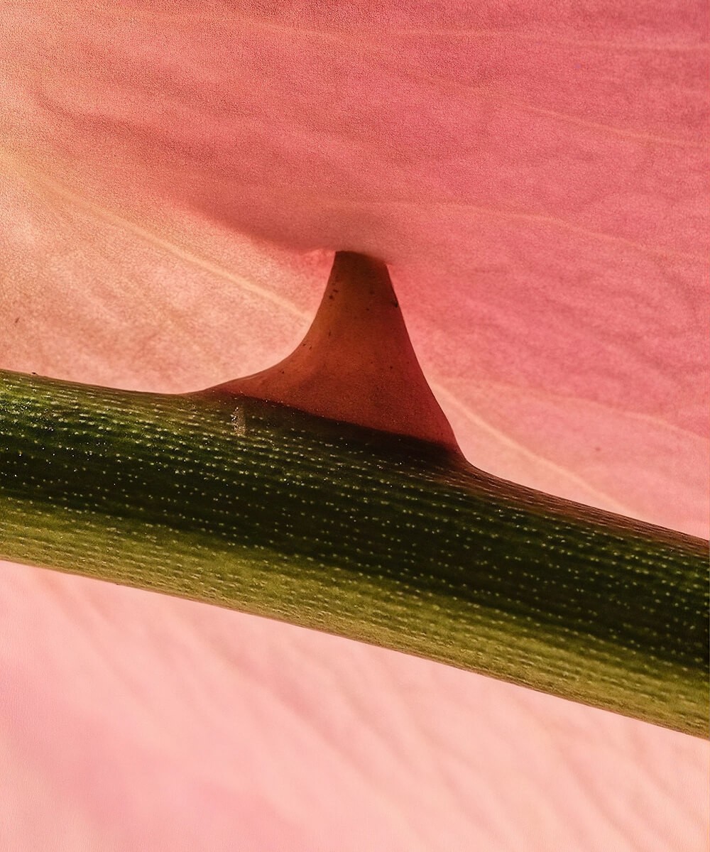 Épine d'une tige verte sur un pétale rose, en très gros plan, journal de Studio 47